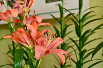 木漏れ日浴びて輝く満開のピンクのユリ