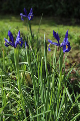 paysage d'un jardin fleuri au printemps