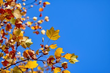 青空バックにきれいに色づいたプラタナスの黄葉