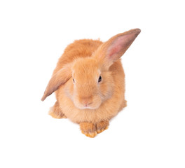 cute brown rabbits isolated on white background.