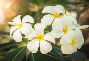 Obraz na płótnie Canvas Beautiful white Plumeria flowers bloom, smell good Concepts of homeopathy.
