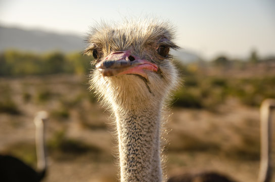 Close-up of an ostrich head, Solvang