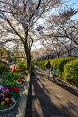 Naklejka premium 春の日差し、宝塚中山桜台