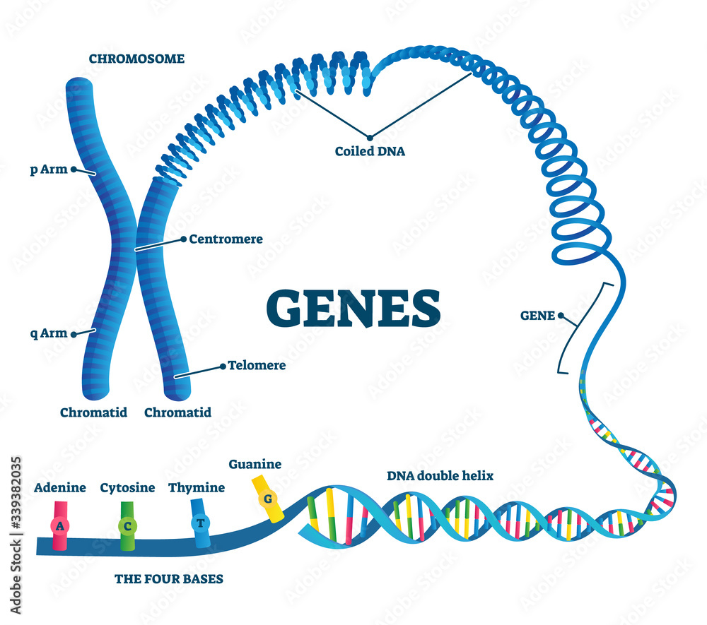 Poster genes vector illustration. educational labeled structure example scheme.