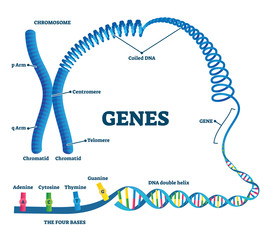 Genes vector illustration. Educational labeled structure example scheme. - obrazy, fototapety, plakaty