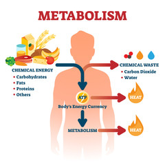 Metabolism vector illustration. Labeled chemical energy educational scheme. - obrazy, fototapety, plakaty