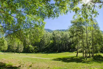 Summer sunny landscape, green birch forest