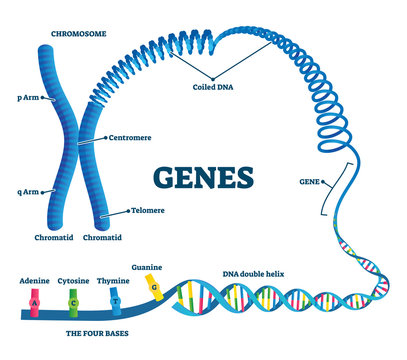 Genes vector illustration. Educational labeled structure example scheme.