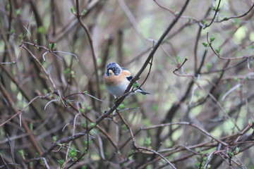paysage du jardin pinson du nord