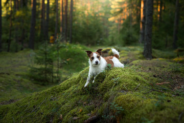 Naklejka na ściany i meble dog in the forest. Jack Russell Terrier is lying on the moss. Tracking in nature. Pet resting
