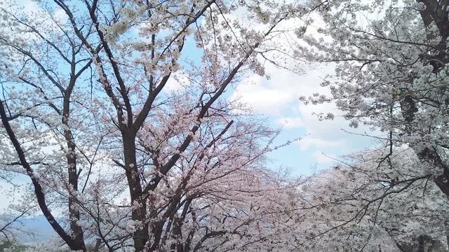 甚六桜公園に咲き誇るソメイヨシノ