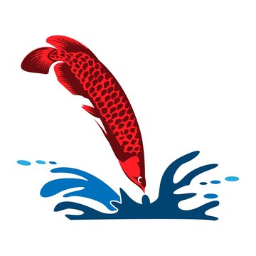 Arowana fish vector. Vector Illustration on white background