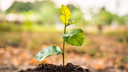 sprout growing from dry ground. Earth Day save environment concept. Growing seeding.