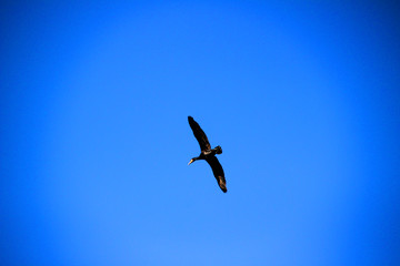 bird in flight