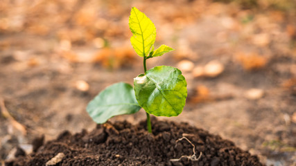 sprout growing from dry ground. Earth Day save environment concept. Growing seeding.