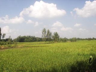 green grass and blue sky