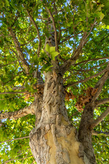 Arbol, verde y frondoso 