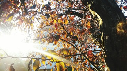 Sunlight Streaming Through Autumn Tree