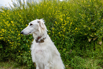 Fototapeta premium 菜の花と白い大型犬