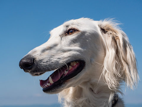71 Best ボルゾイ 大型犬 Images Stock Photos Vectors Adobe Stock