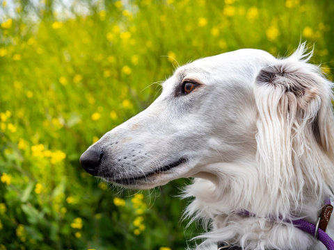 ボルゾイ 大型犬 Images Browse 79 Stock Photos Vectors And Video Adobe Stock