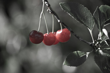 Closeup of Cherries on Tree at Orchard Sturgeon Bay, Door County, Wisconsin, USA