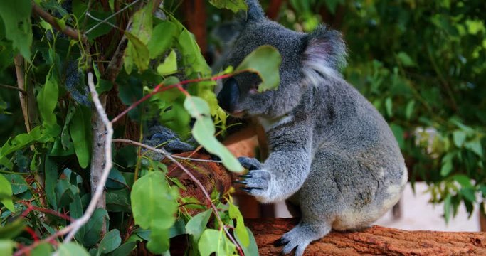 A Cute Koala Bear Spotted On The Branch Of A Tree Eating Eucalyptus Leaves In Lone Pine Koala Sanctuary, Australia.-closeup shot