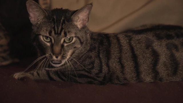A Black Striped Cat Lying On The Soft Cushion Inside the House.-  closeup shot