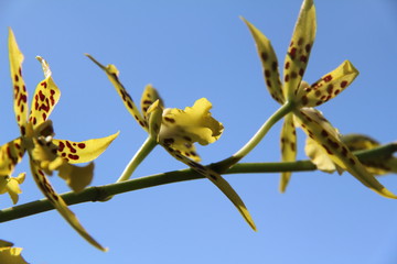 orchidée jaune tacheté