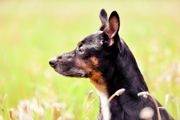 Rescue dog - cute black mongrel sitting on a grass, sunny morning meadow