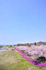 春満開、桜と芝桜