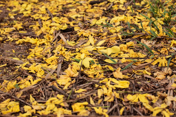 Multiply or Ratchaphruek flowers,Golden Shower background image select focus..