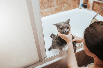 woman with dark hair washes a disgruntled short-haired grey British cat in a white bathtub under the shower. Time with benefits in quarantine. Activities for families with Pets.