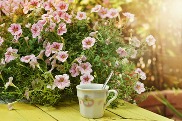 Cup of coffee with petunia flowers bloom in garden