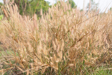 close-up of flowers in autumn of a tall grass species on sunset background, used to background,grass flower with lake background.pink and white Grass on the roadside in the evening sunshine..