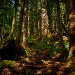 Upper Avatar Grove, ancient forests and giant trees, Protecting Avatar Grove.