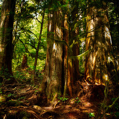 Upper Avatar Grove, ancient forests and giant trees, Protecting Avatar Grove.