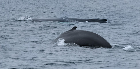 Female humpback whales one showing hump at Twillingate Newfoundland showing dorsal fin and tail