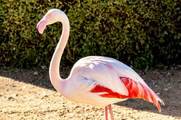 Pink flamingo taken in the zoo in Al Ain United Arab Emirates