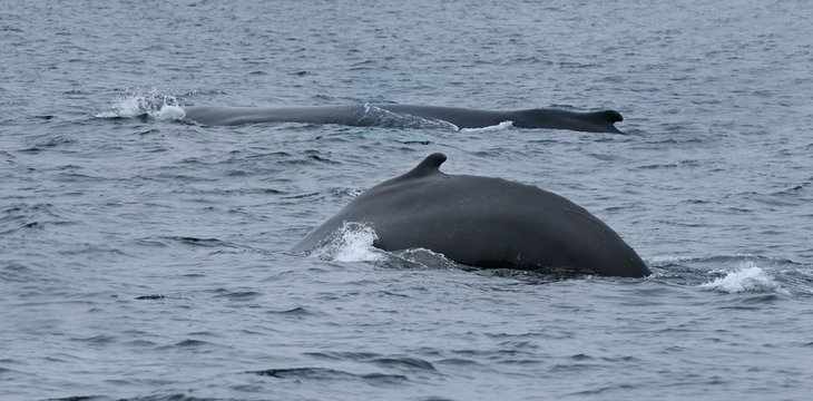 Female humpback whales one showing hump at Twillingate Newfoundland showing dorsal fin and tail