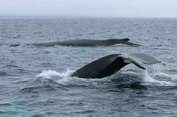 Two female humpback whales traveling at Twillingate Newfoundland showing dorsal fin and tail