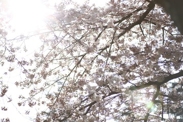 beautiful spring 