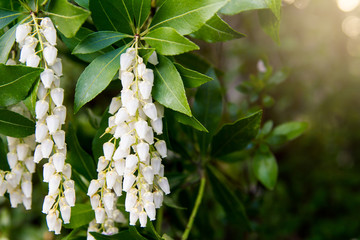 Beautiful white flowers hang from a pieris shrub; sunlight filters through the fetterbush shrub and illuminates the pretty white flowers