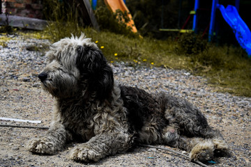 Perro  callejero con mucho pelaje acostado  en el piso cerca a un parque