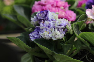 lilac flowers in a garden