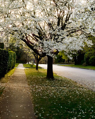 Sun sets along a pathway lined with white magnolia trees; white magnolia flowers bloom in the evening