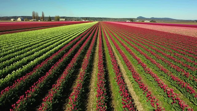 Aerial Drone Video Of the Skagit Valley Tulip Fields in Western Washington State.  