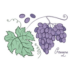 Grape hand drawn vector illustration. Isolated on white background. Cartoon style. Design for decor, cards, print, web, poster, banner, t-shirt.