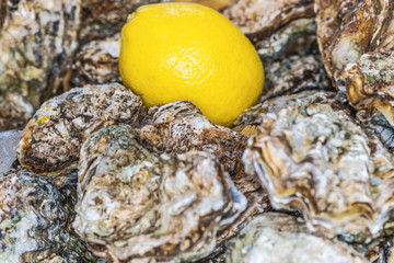 closed oysters closeup, fresh oyster shell, mollusks in seafood market, aphrodisiac sea food...