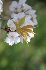 Obraz premium 桜